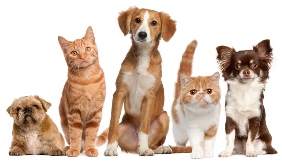 pet urine & odor removal pet urine & odor removal