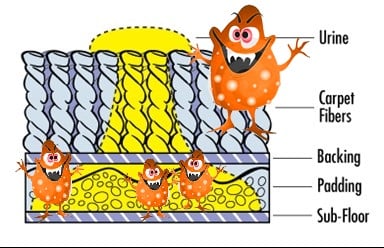 bacteria in pet urine filled carpeting bacteria in pet urine filled carpeting