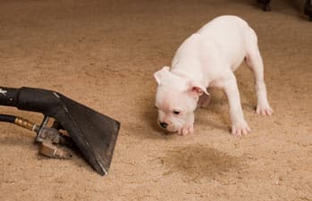 cleaning dog urine out of carpet how to clean dog urine out of carpet