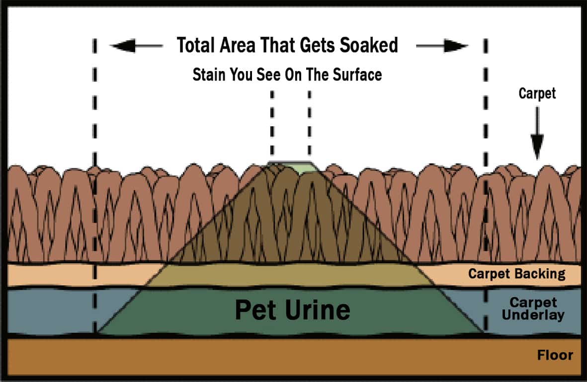 pet urine removal in carpet pet urine removal in carpet